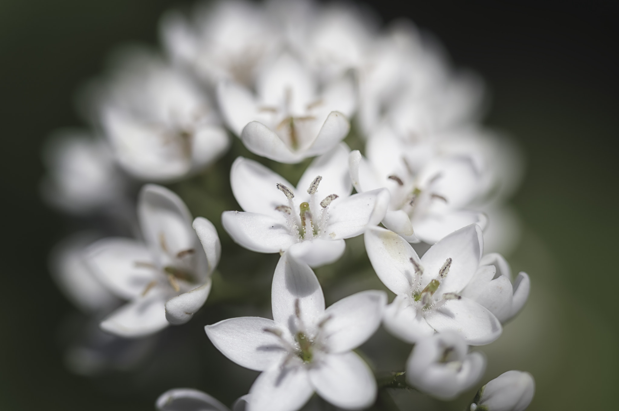 Nikon D3200 + Tamron SP AF 60mm F2 Di II LD IF Macro sample photo. White blossoms photography