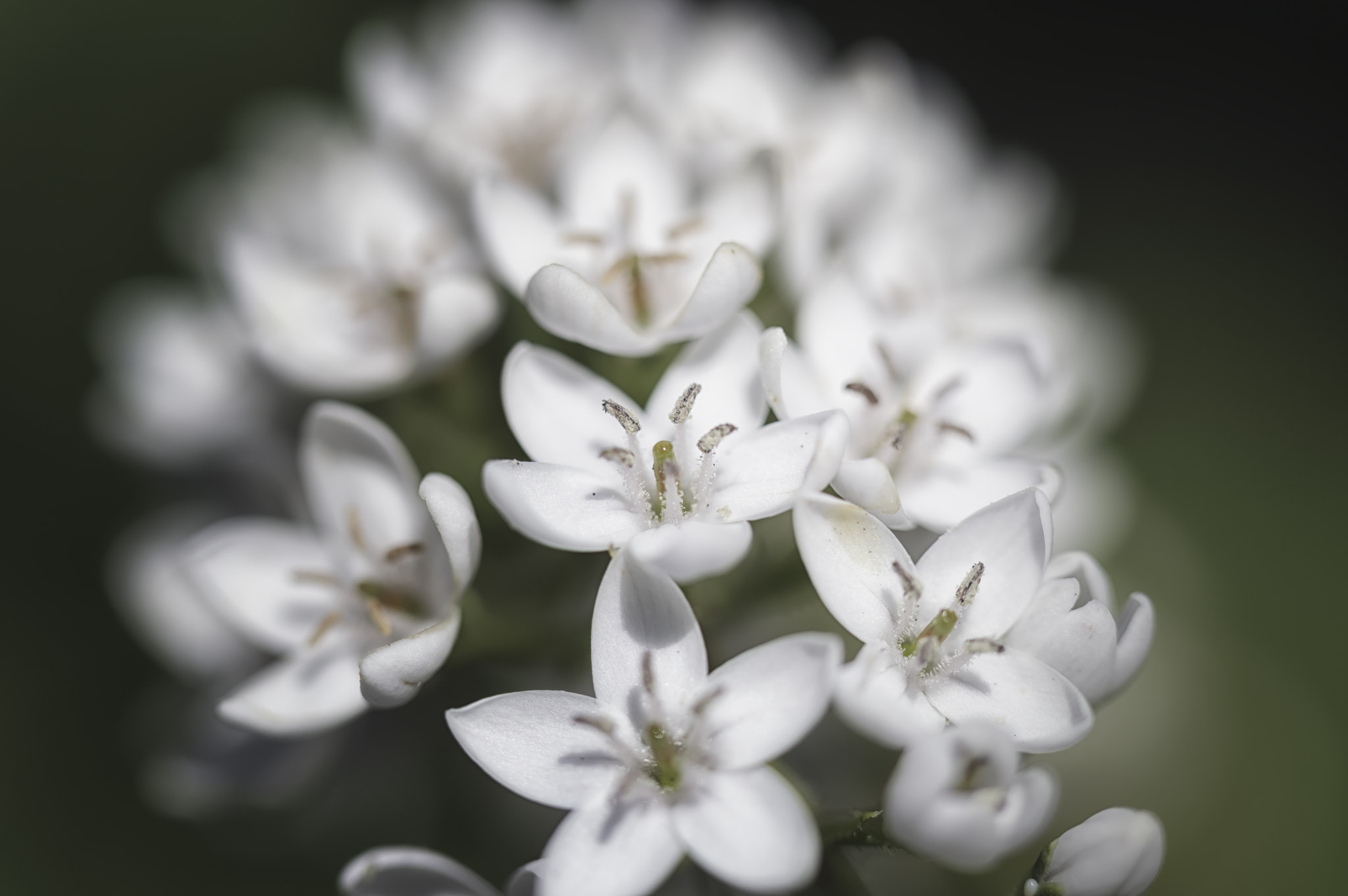 Nikon D3200 sample photo. White blossoms photography