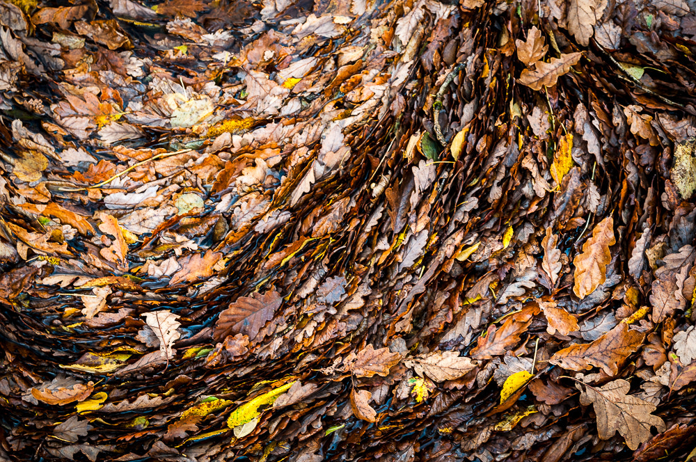 Nikon D300 sample photo. Autumn colours photography