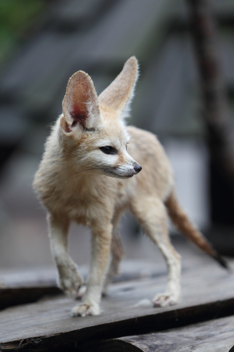 Canon EOS-1D Mark IV + Canon EF 70-200mm F2.8L IS USM sample photo. Fennec fox 2  in everland, korea  photography