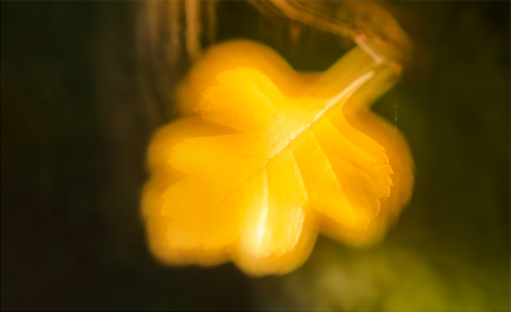 Canon EF 100mm F2.8L Macro IS USM sample photo. Träume ... photography