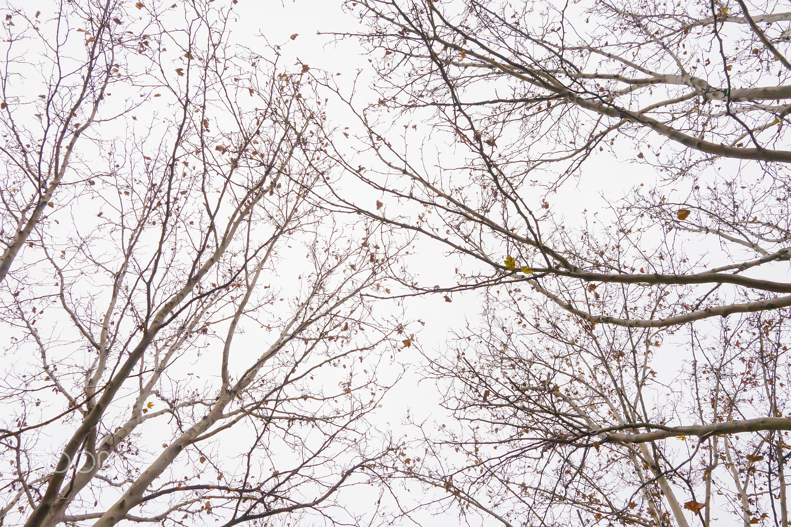 Panasonic Lumix DMC-G5 sample photo. Tree branches against white sky photography