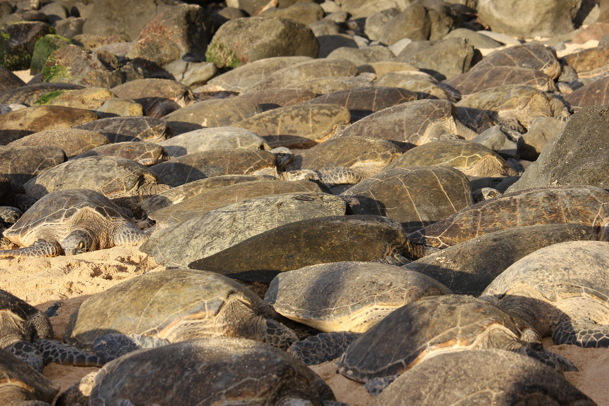 Canon EF-S 55-250mm F4-5.6 IS STM sample photo. Resting. photography