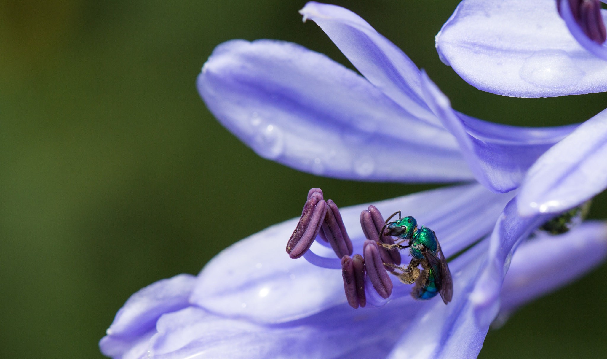 Canon EF 100mm F2.8L Macro IS USM sample photo. Wasp pollinating photography