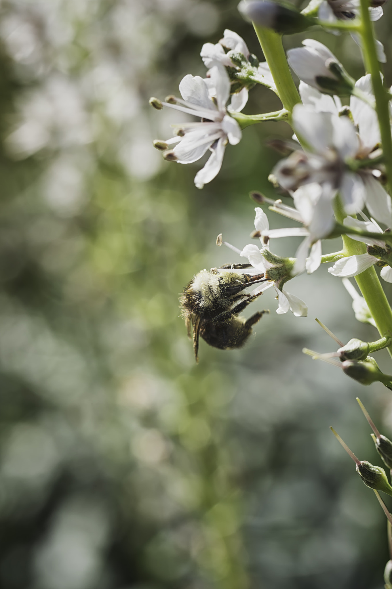 Nikon D3200 sample photo. Bee at work photography