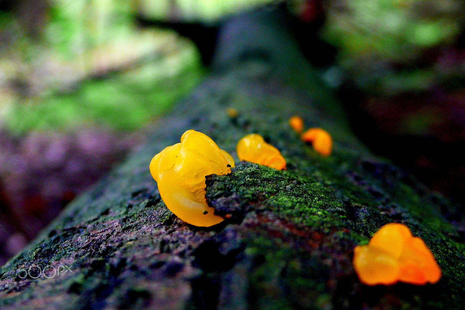 Panasonic DMC-LX2 sample photo. From the funky fungi series photography