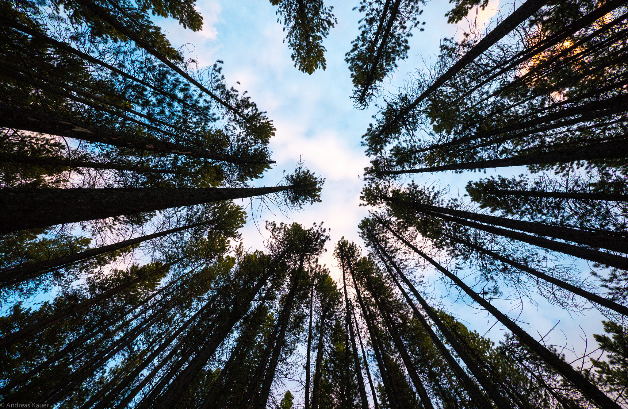 Panasonic Lumix DMC-GH4 + Panasonic Lumix G Vario 7-14mm F4 ASPH sample photo. Under the trees photography