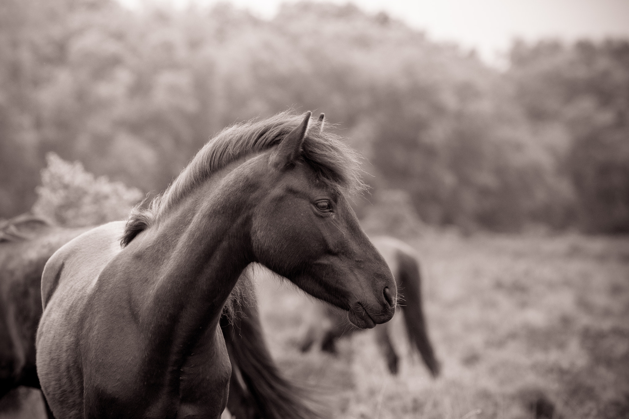 Canon EOS 6D + Canon EF 300mm F4L IS USM sample photo. Feral photography