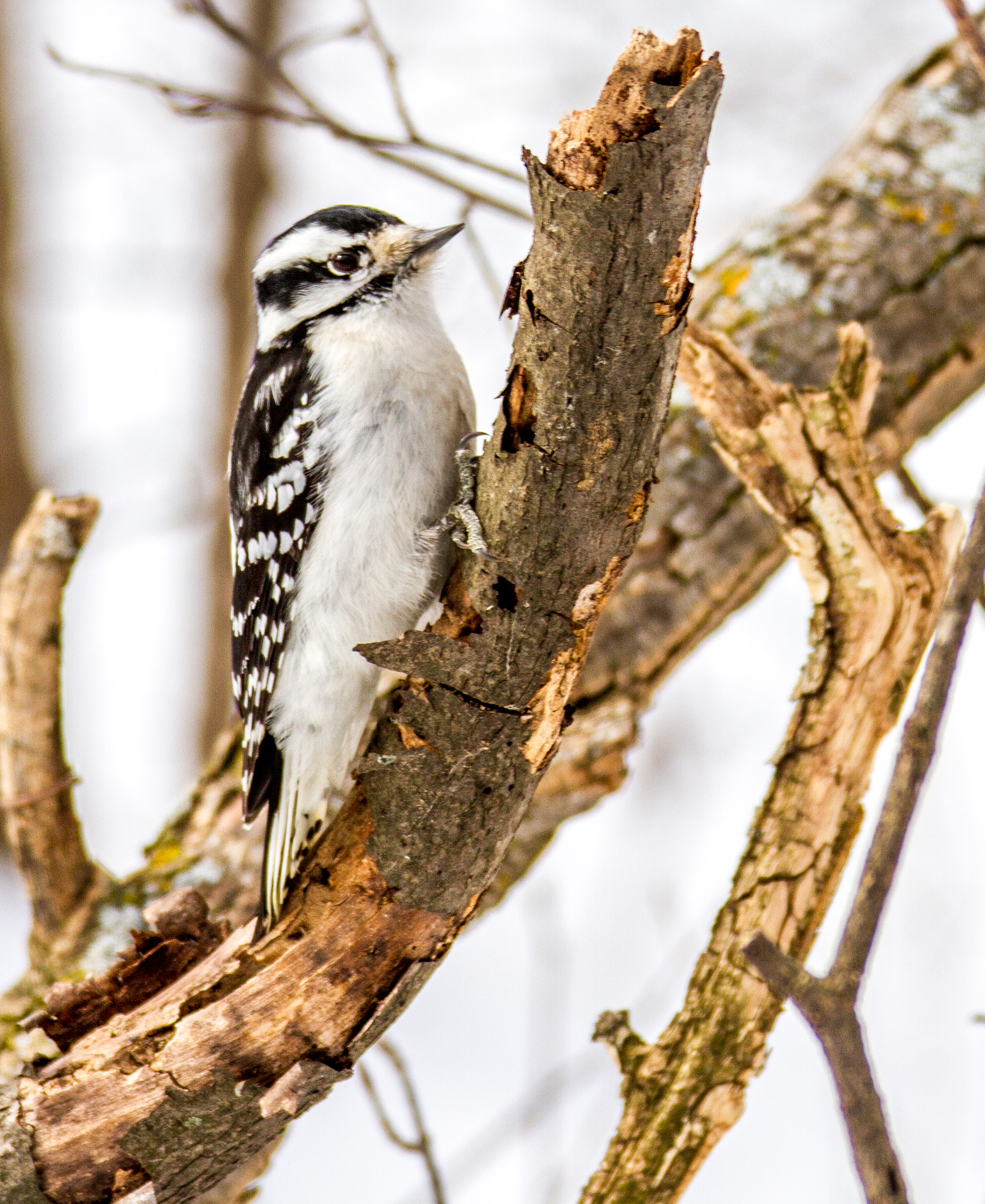 Canon EOS 7D + Sigma 50-200mm F4-5.6 DC OS HSM sample photo. Downy woodpecker photography