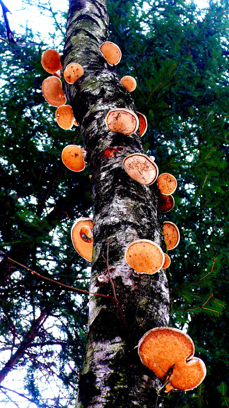 Panasonic DMC-LX2 sample photo. Piptoporus betulinus photography