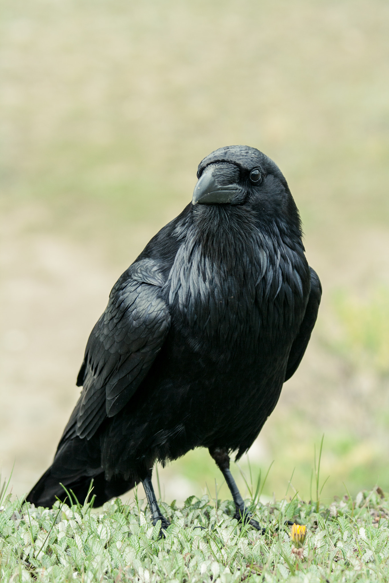 Canon EF 70-300mm F4-5.6 IS USM sample photo. Raven photography