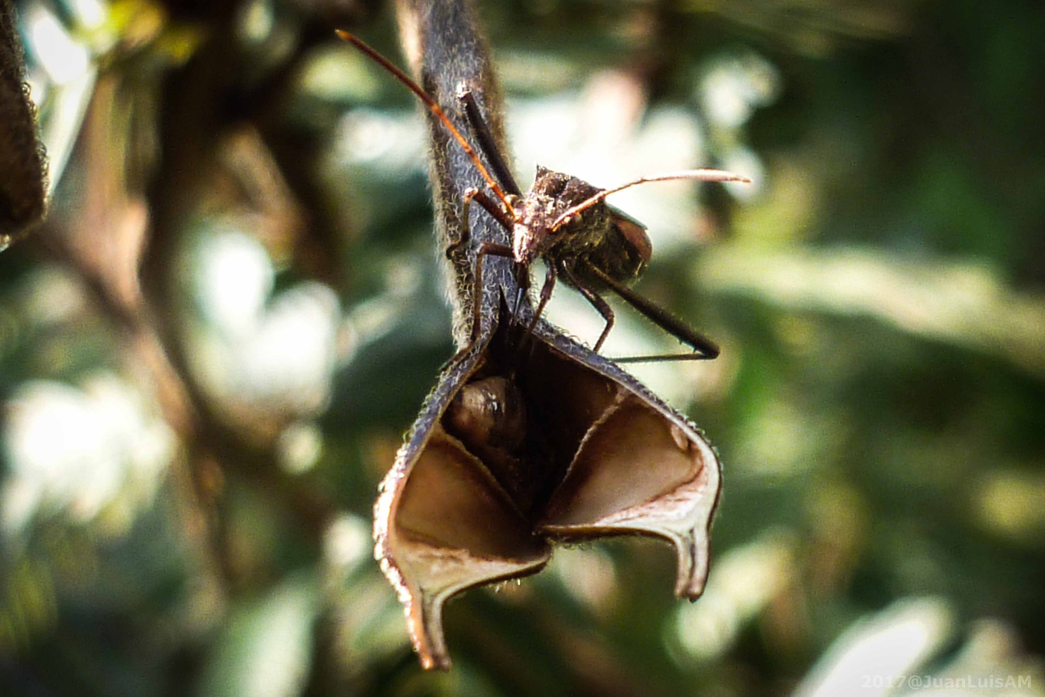 Panasonic DMC-FH1 sample photo. Retrato de insecto... photography