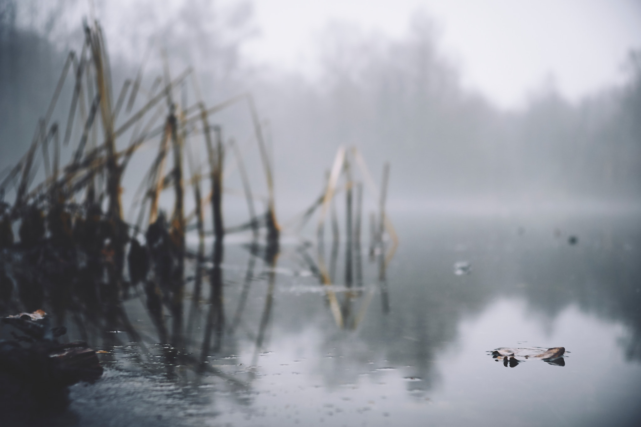 Sony ILCA-77M2 sample photo. All frozen photography