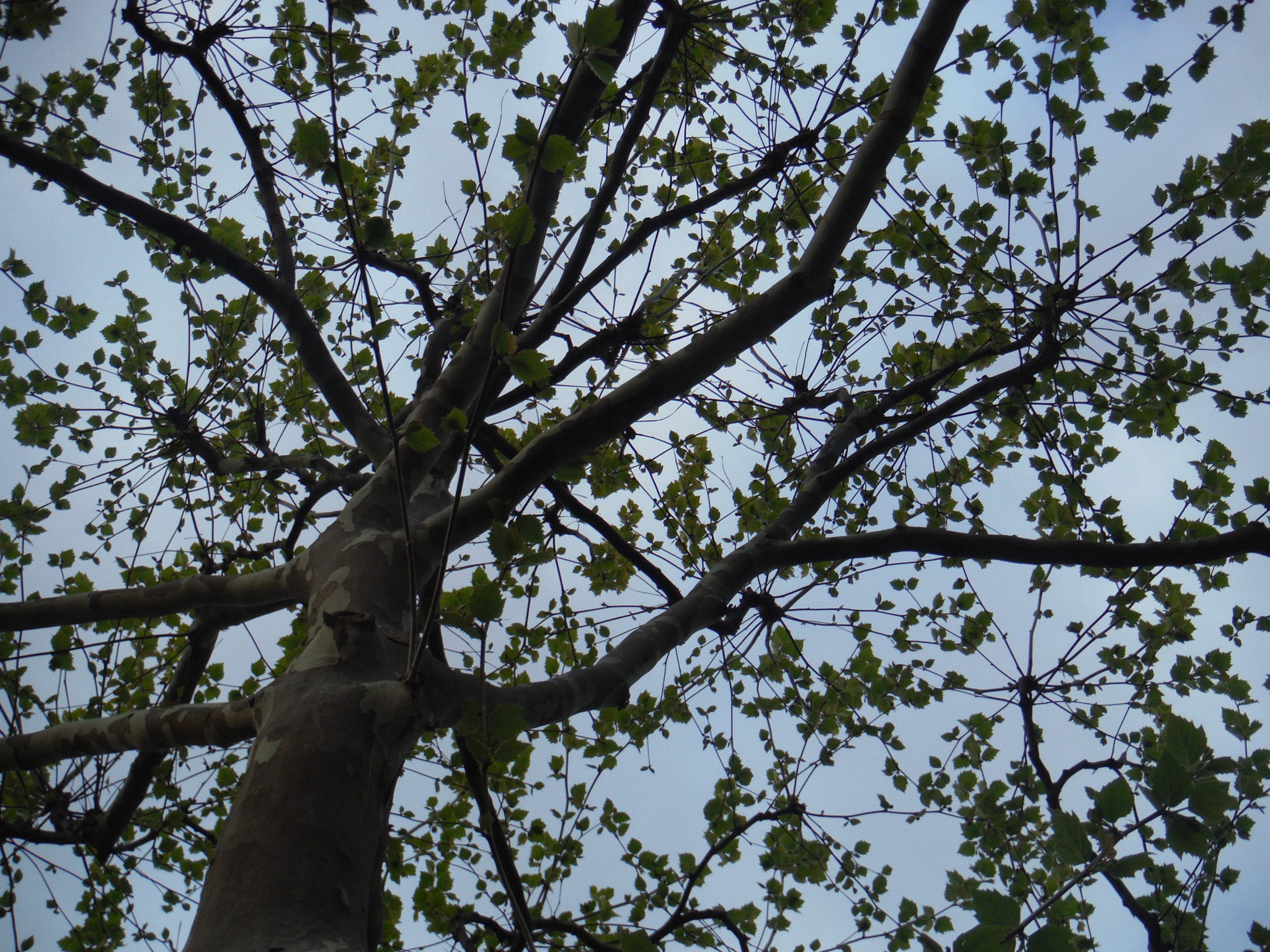 Fujifilm FinePix XP60 sample photo. Tree photography