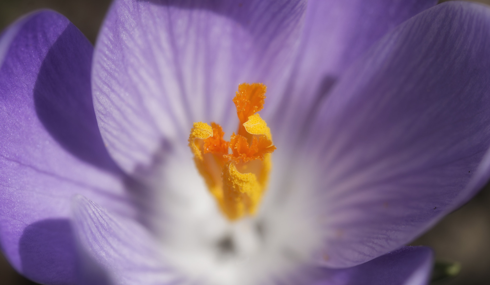 Nikon D3200 sample photo. Inside crocus photography