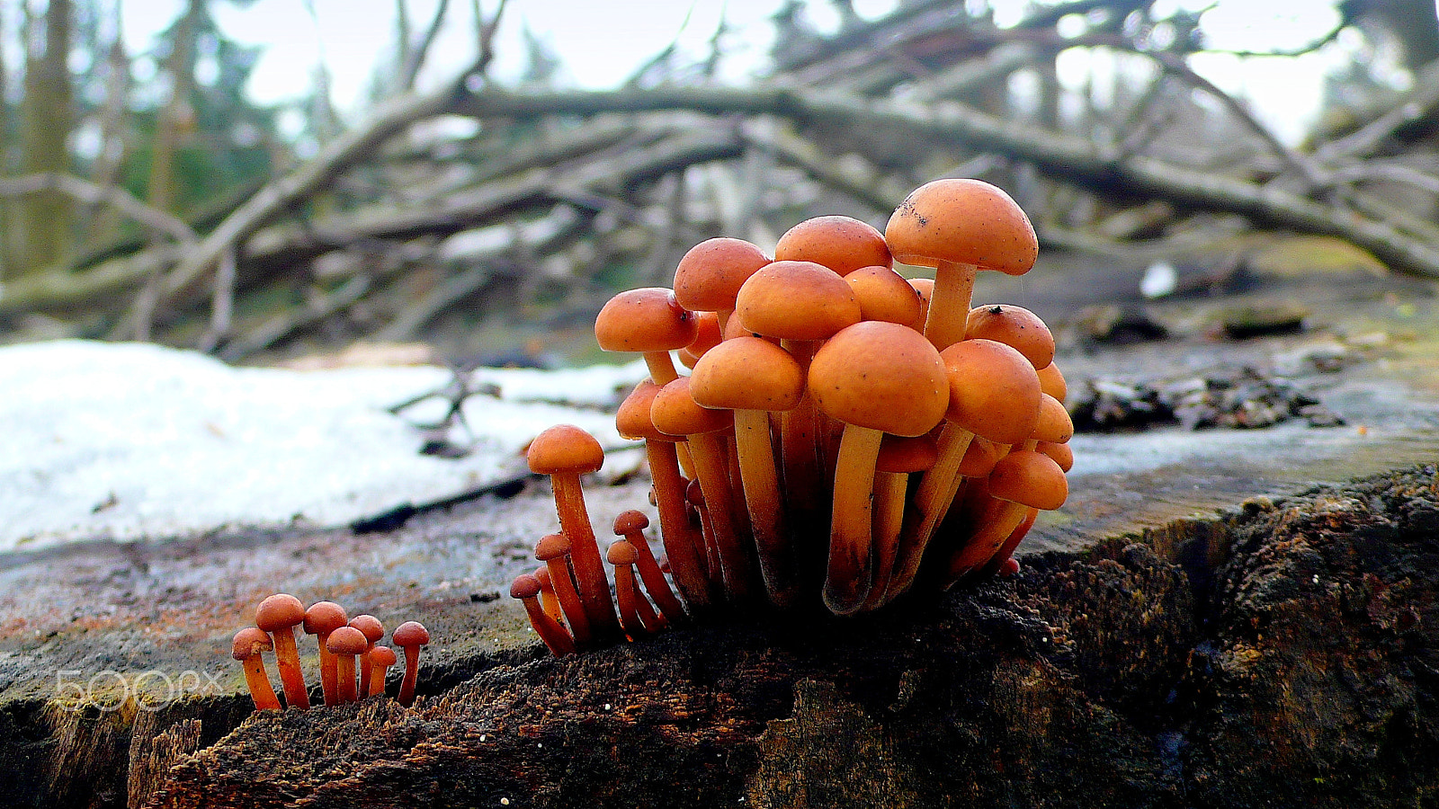 Panasonic DMC-LX2 sample photo. Flammulina velutipes, known in japan as enokitake photography