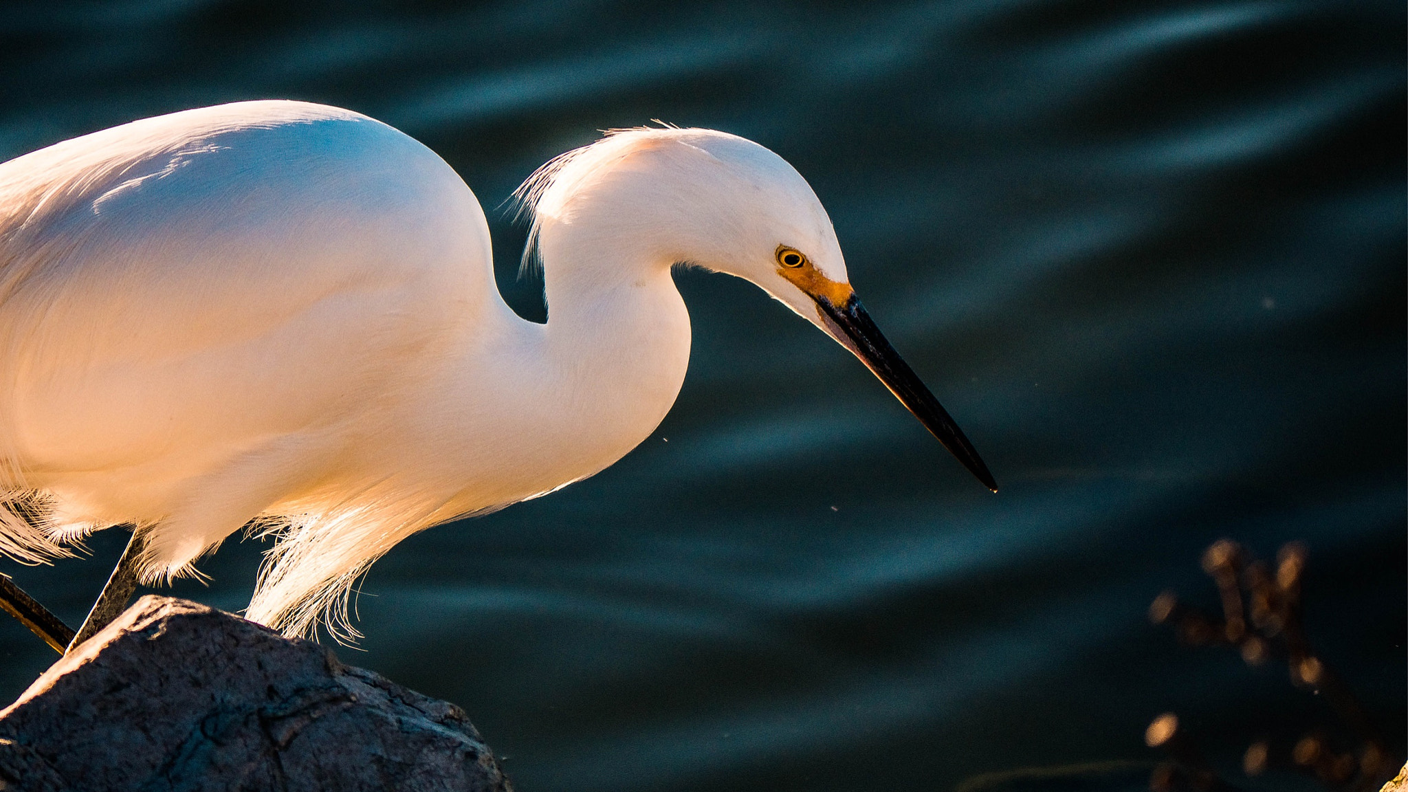Panasonic Lumix DMC-GH3 sample photo. Snowy egret photography