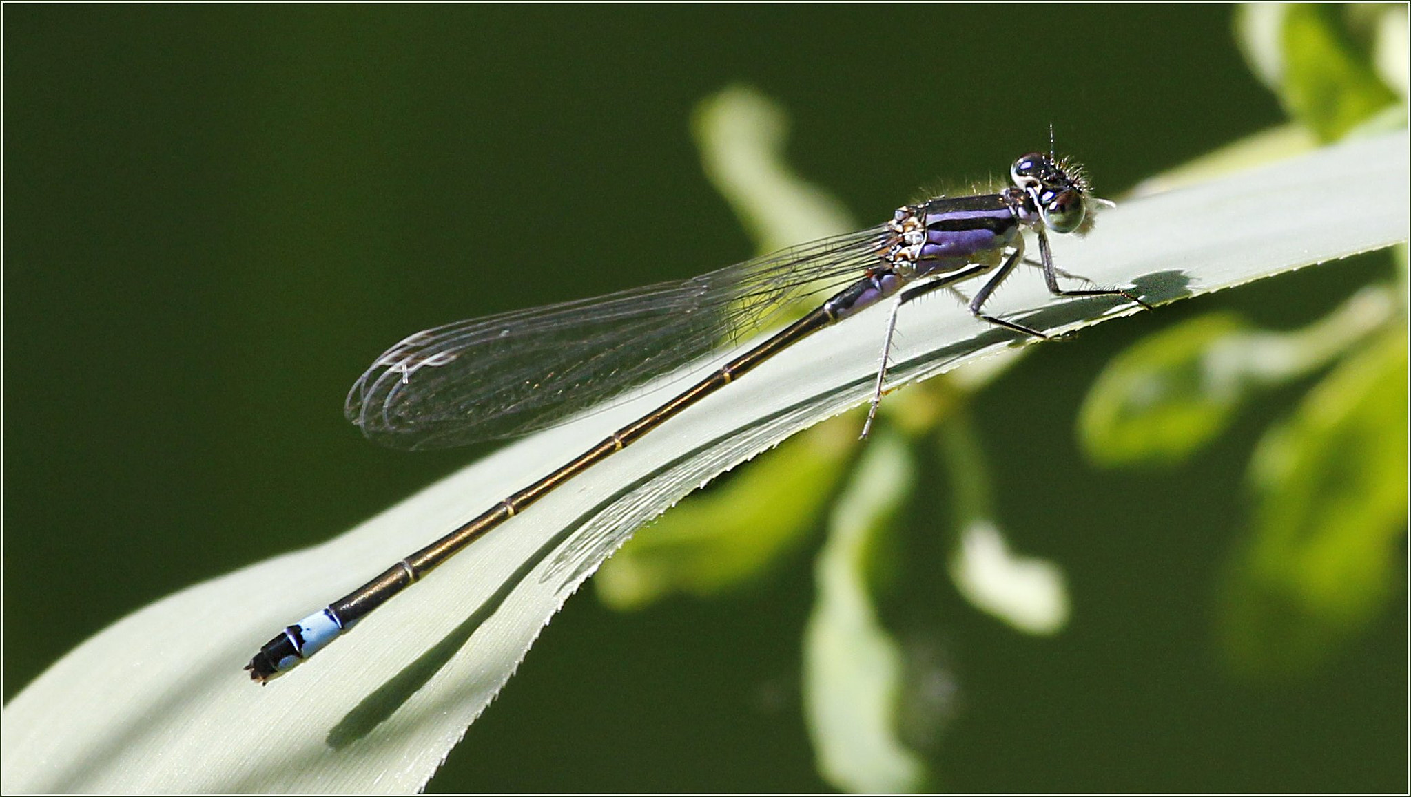 Canon EF 100-400mm F4.5-5.6L IS USM sample photo. Demoiselle photography