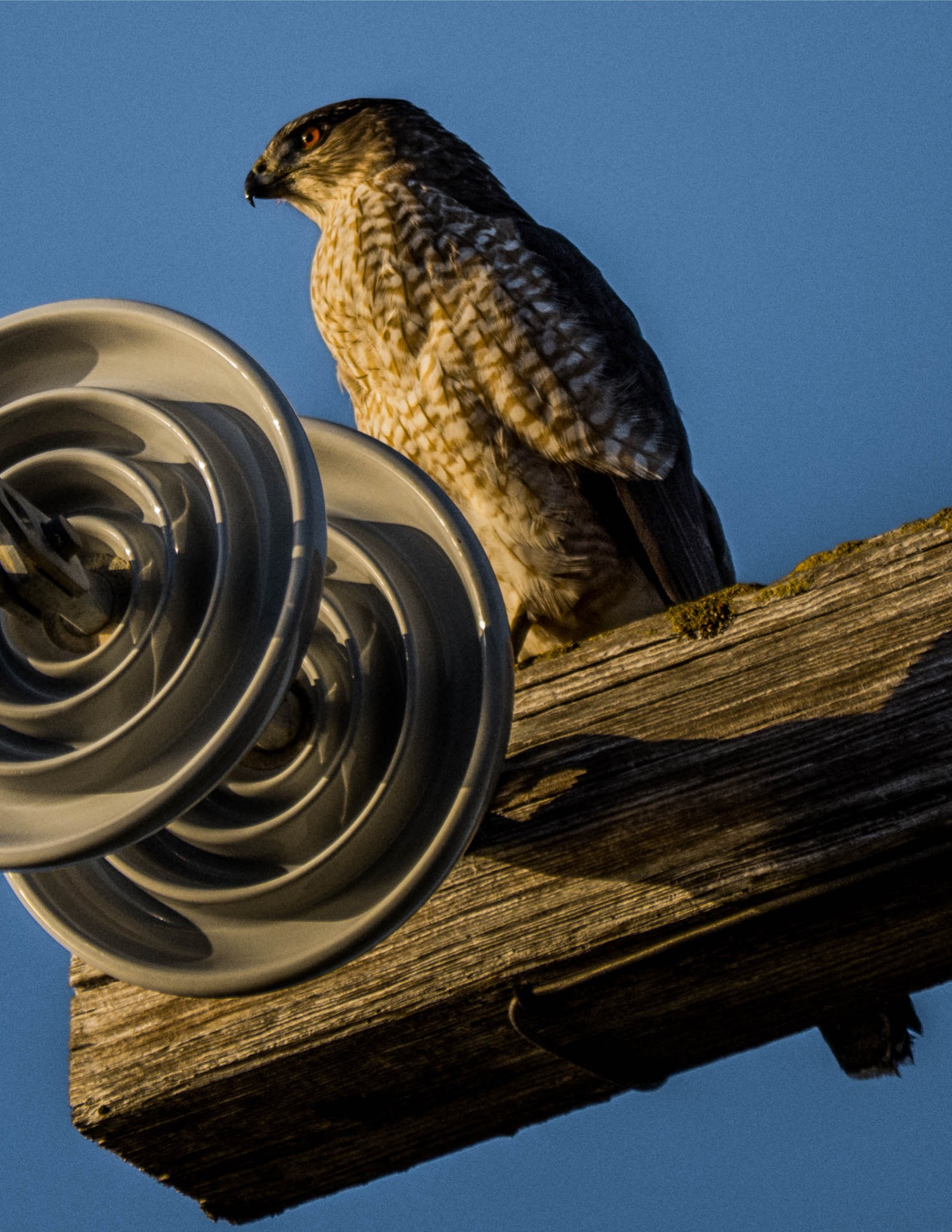 Panasonic Lumix DMC-GH3 sample photo. Cooper's hawk photography