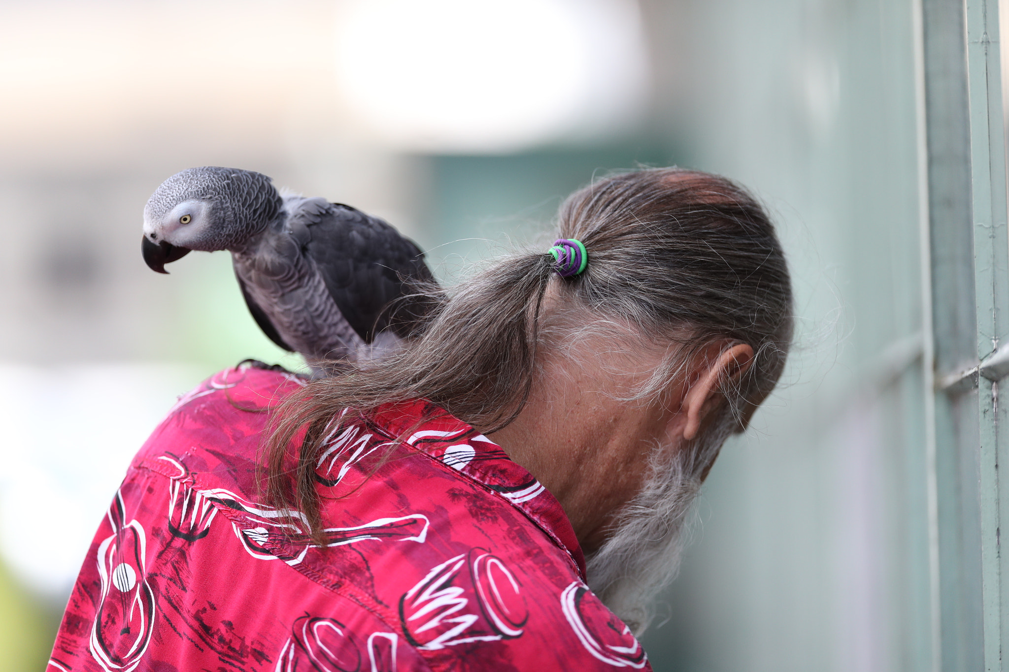 Canon EOS-1D X Mark II + Canon EF 200mm F2L IS USM sample photo. Cxd photography