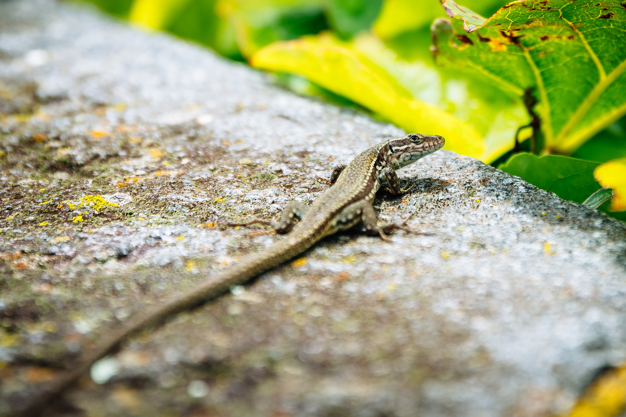 Canon EF 24-70mm F2.8L II USM sample photo. Lizard photography