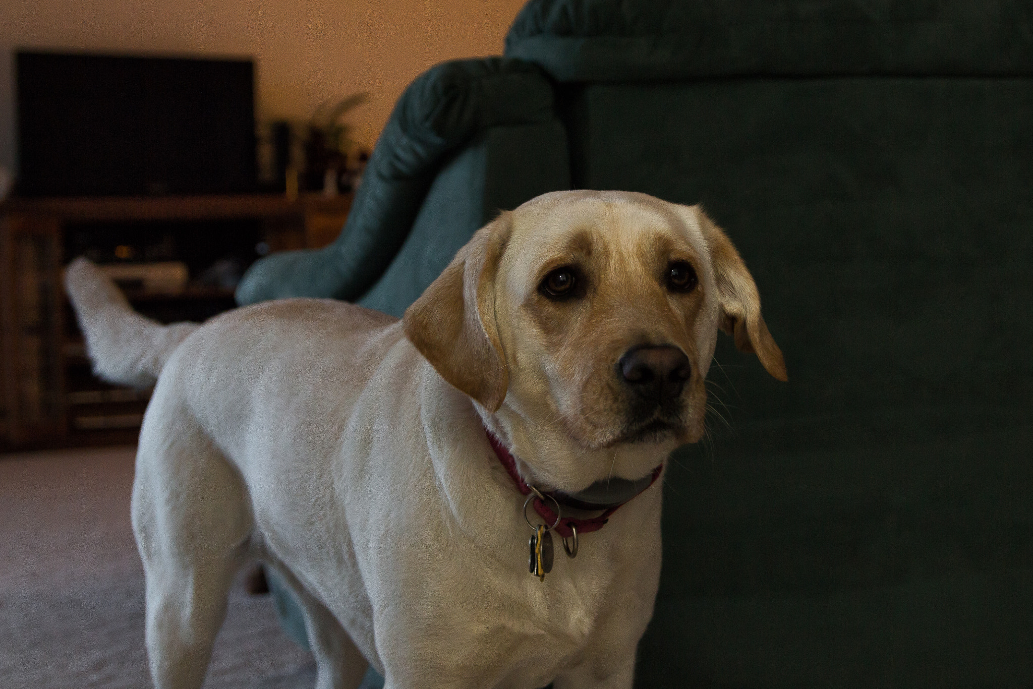 Canon EOS 650D (EOS Rebel T4i / EOS Kiss X6i) sample photo. New lens, same dog: day 9/365 photography