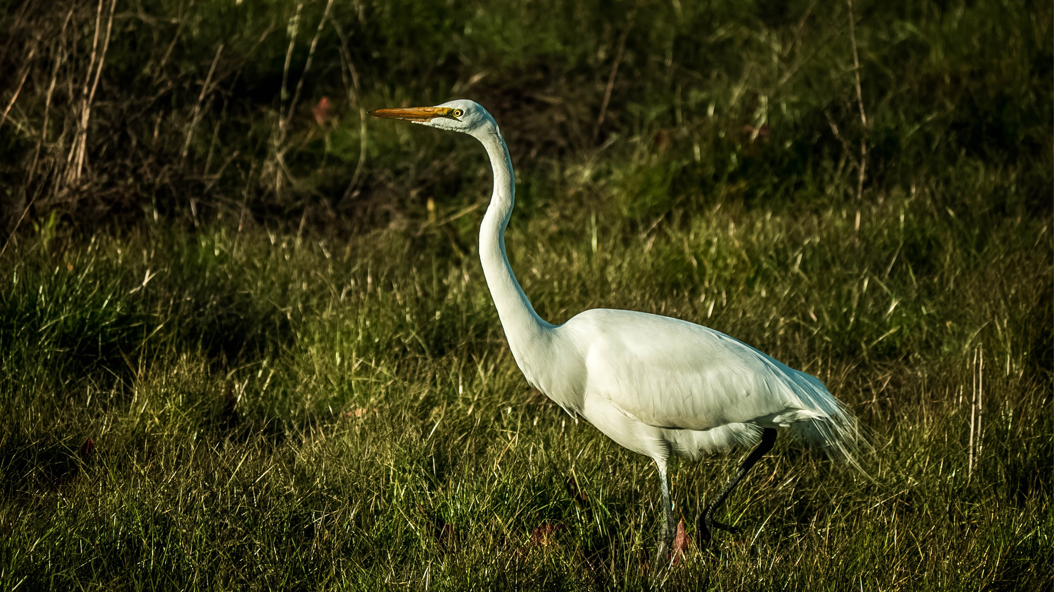Panasonic Lumix DMC-GH3 sample photo. Great egret photography