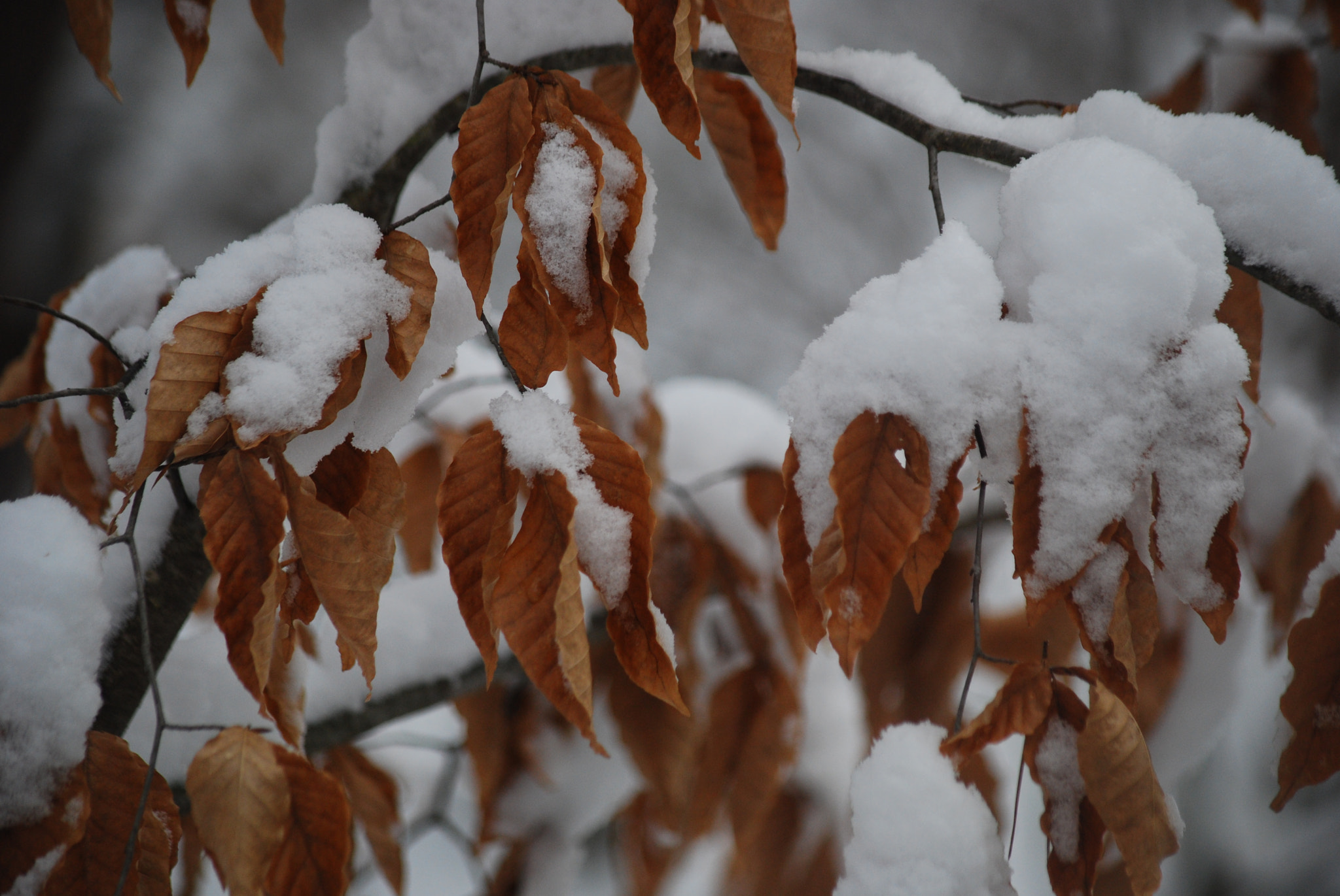 Nikon D40X sample photo