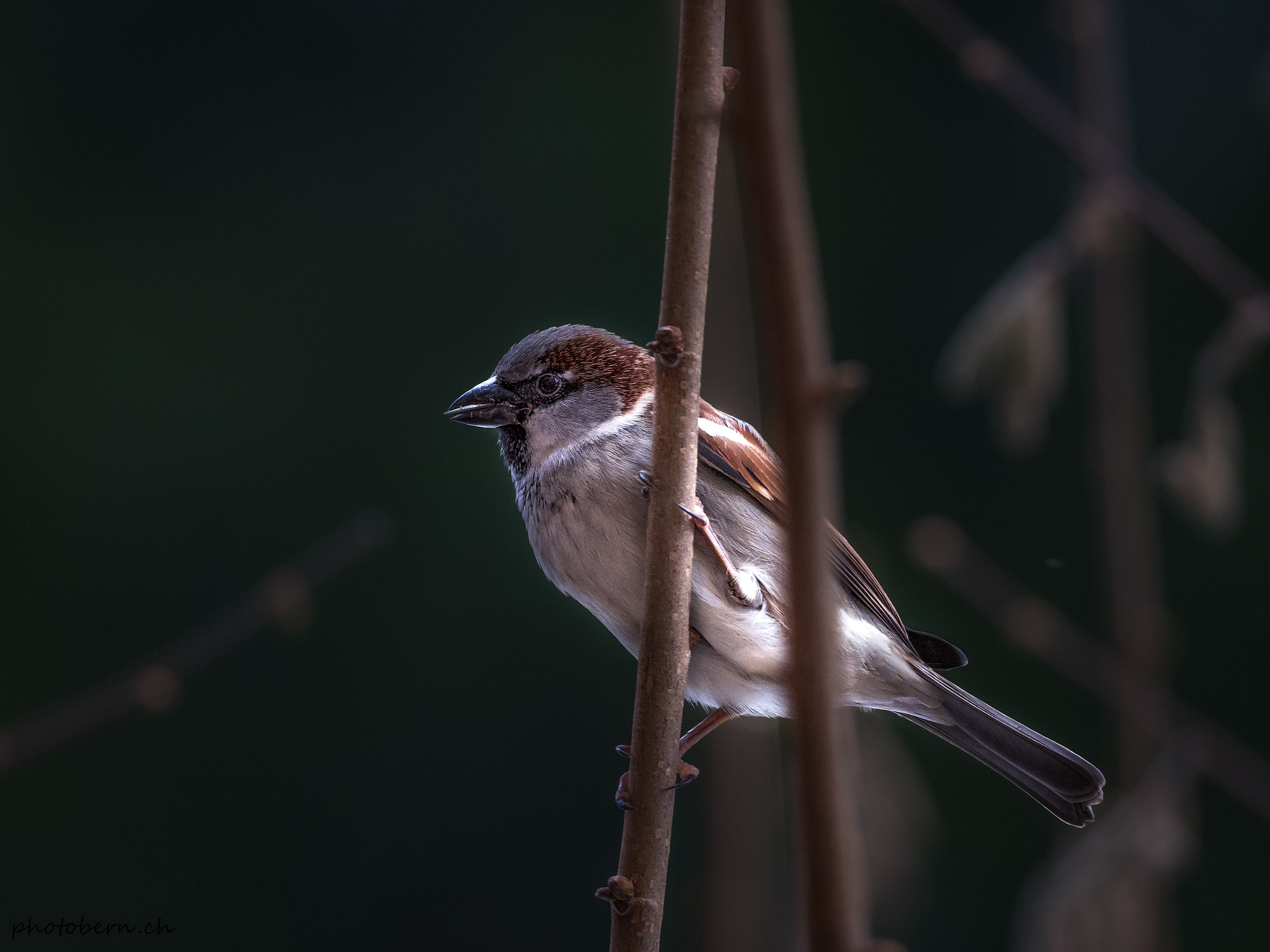 Olympus OM-D E-M1 Mark II + OLYMPUS M.300mm F4.0 sample photo. Haussperling photography