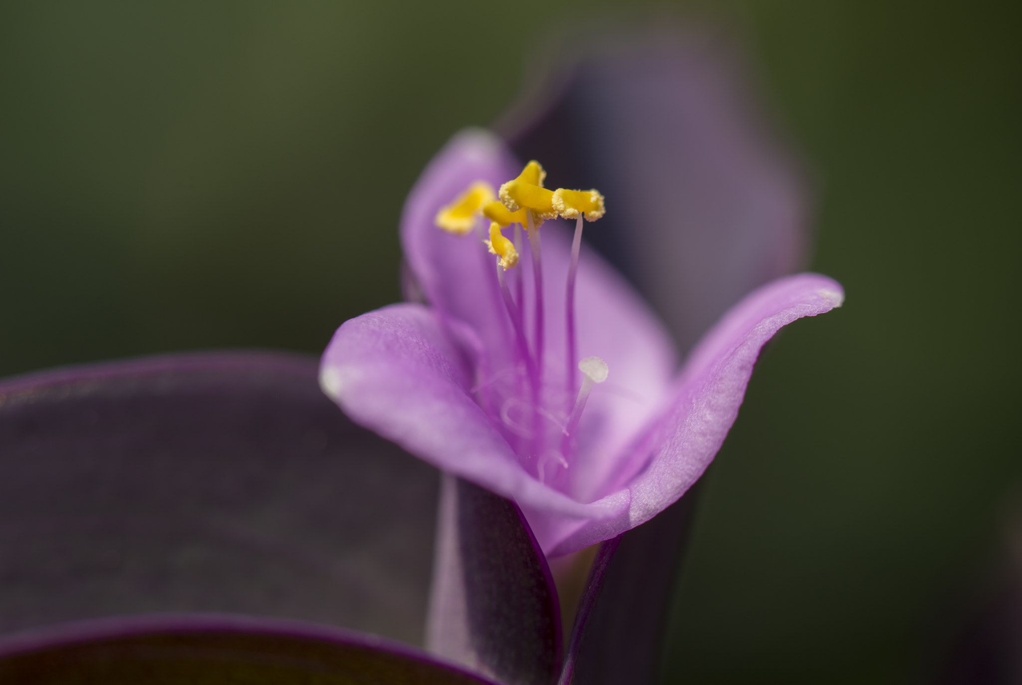 Nikon D3200 sample photo. Butterfly gardens #2 photography