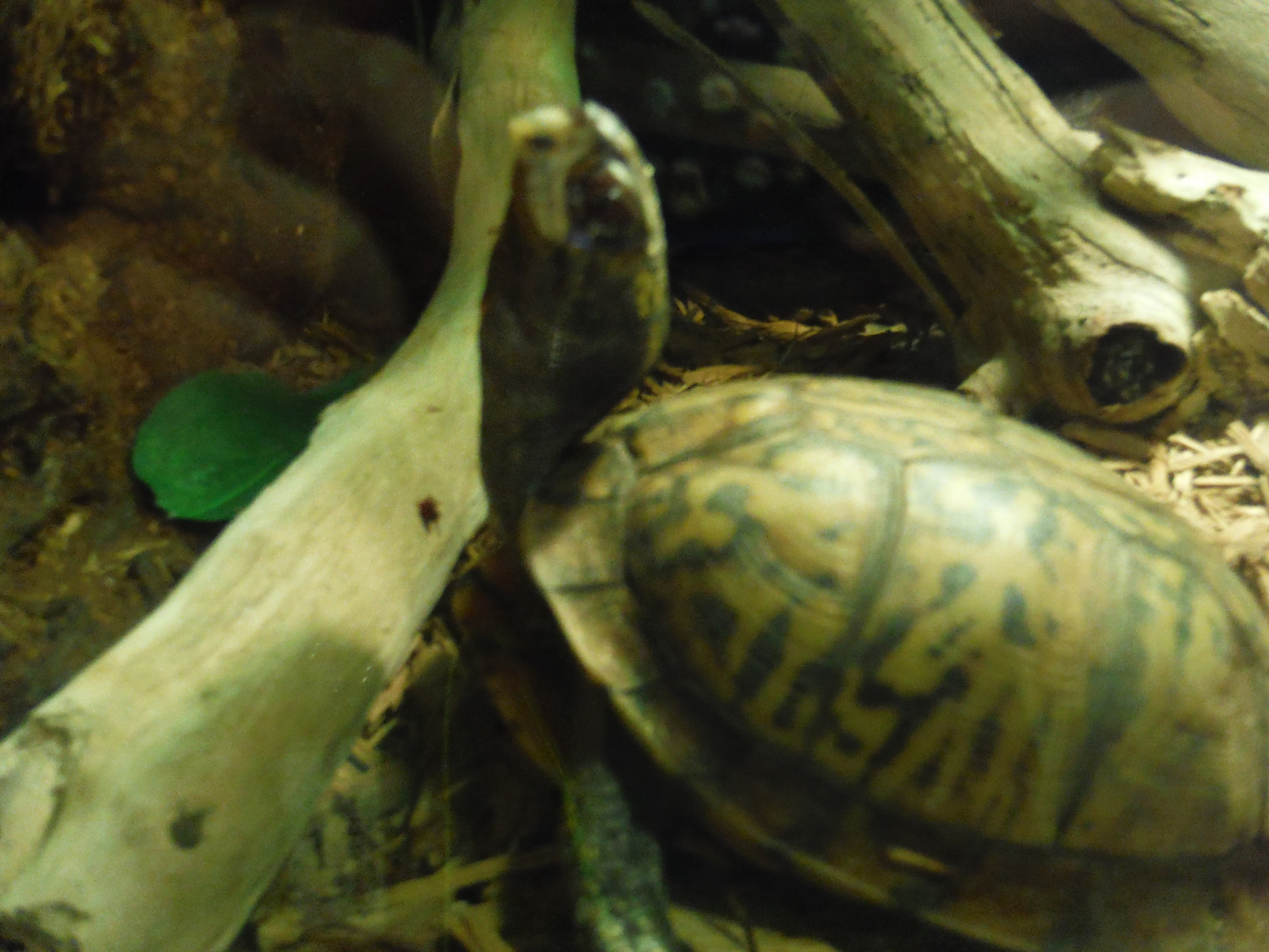 Fujifilm FinePix XP60 sample photo. Turtle photography