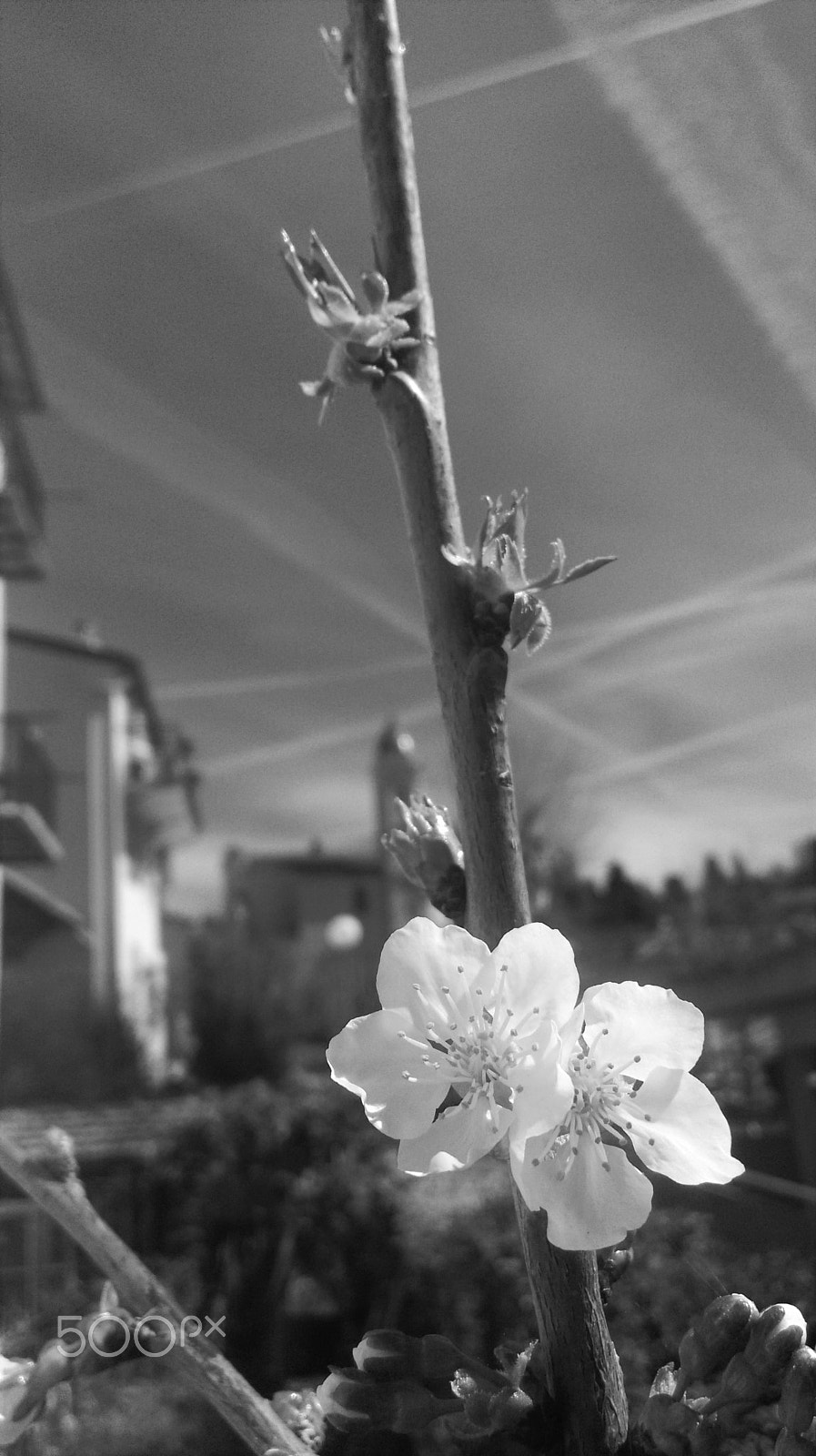 HTC DESIRE 816 sample photo. Fleur de cerisier photography