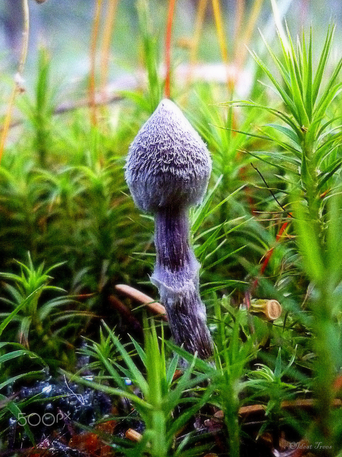 Panasonic DMC-FX550 sample photo. From the funky fungi series photography