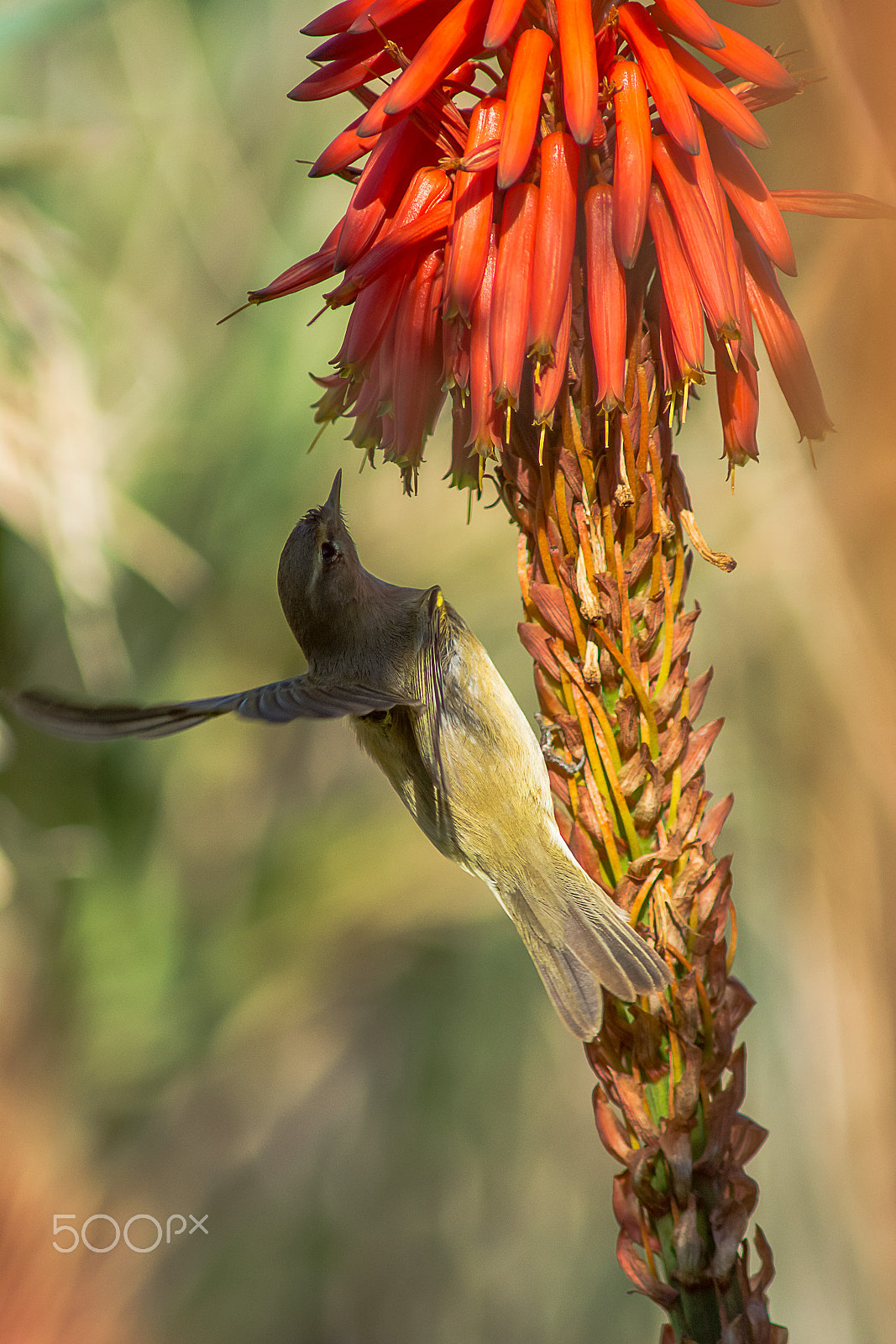 AF Nikkor 300mm f/4 IF-ED sample photo. Common chiffchaff photography