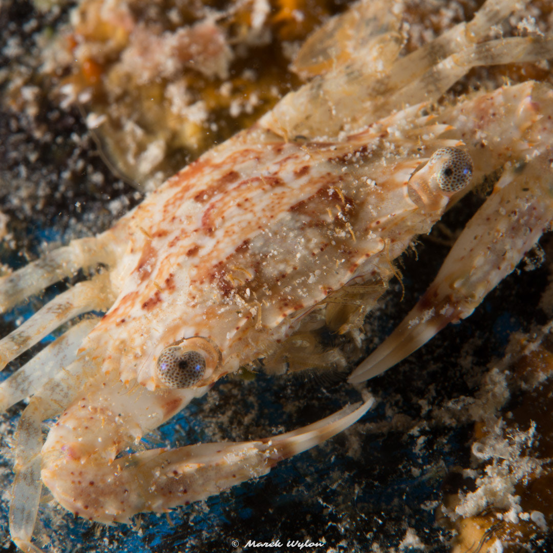 Nikon D800E sample photo. Swimming crab | fiji | 2014.11.05 photography