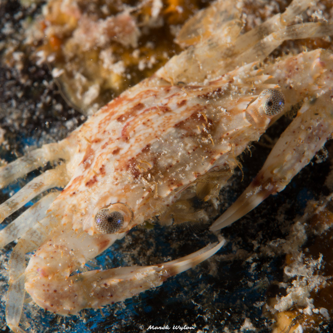 Nikon AF-S Micro-Nikkor 60mm F2.8G ED sample photo. Swimming crab | fiji | 2014.11.05 photography