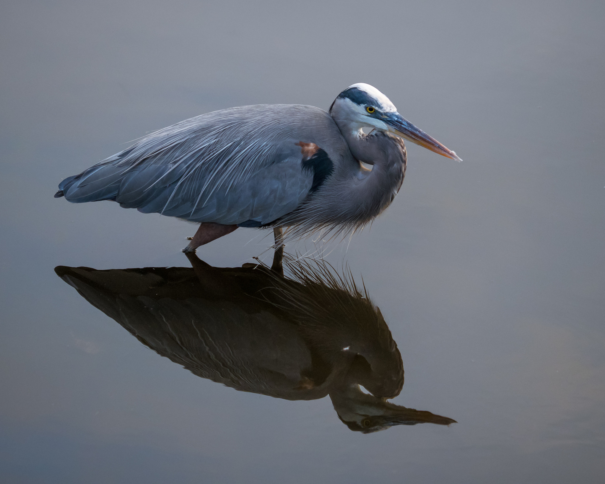 Olympus OM-D E-M1 sample photo. Great blue heron (ardea herodias) photography