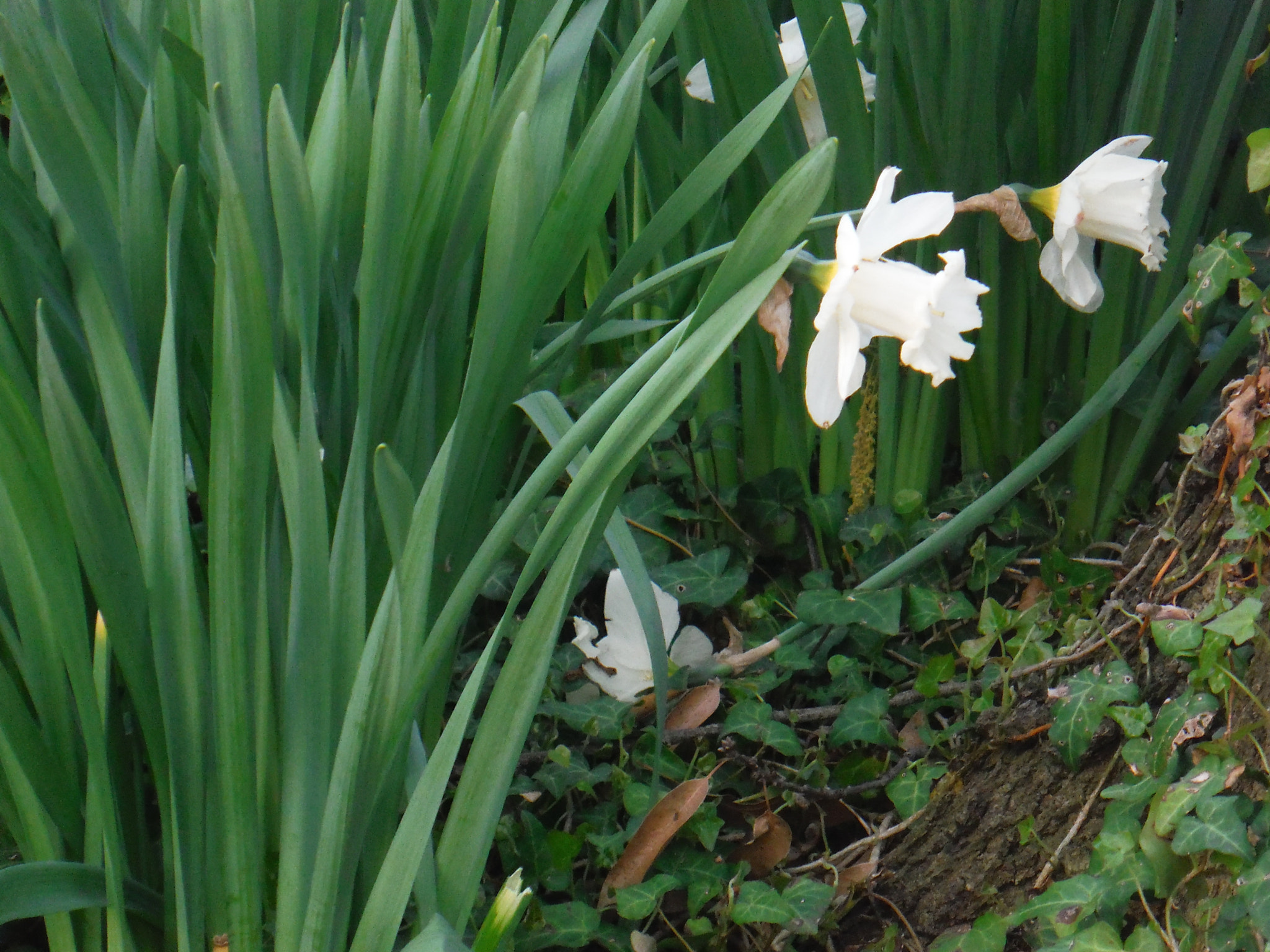 Fujifilm FinePix XP60 sample photo. Flower photography