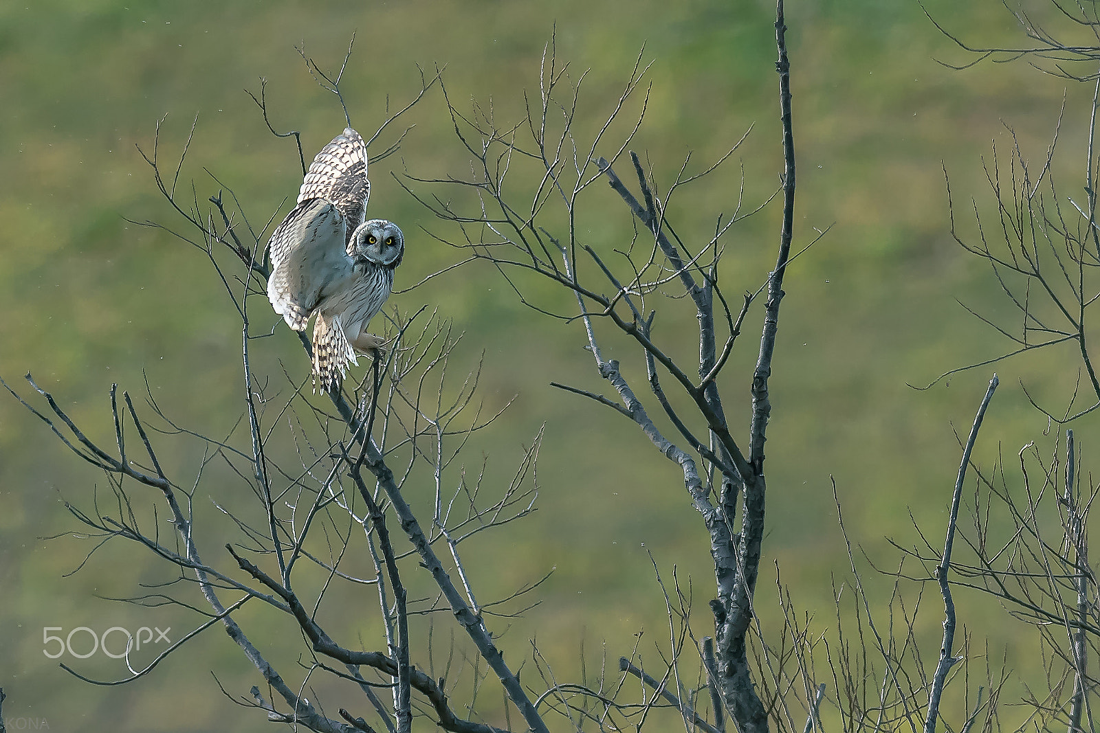 Nikon AF-S Nikkor 400mm F2.8G ED VR II sample photo. Komimi photography