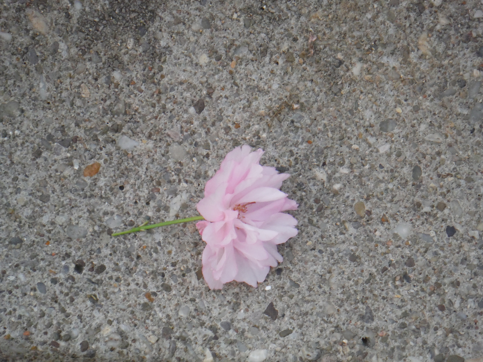 Fujifilm FinePix XP60 sample photo. Fallen flower photography