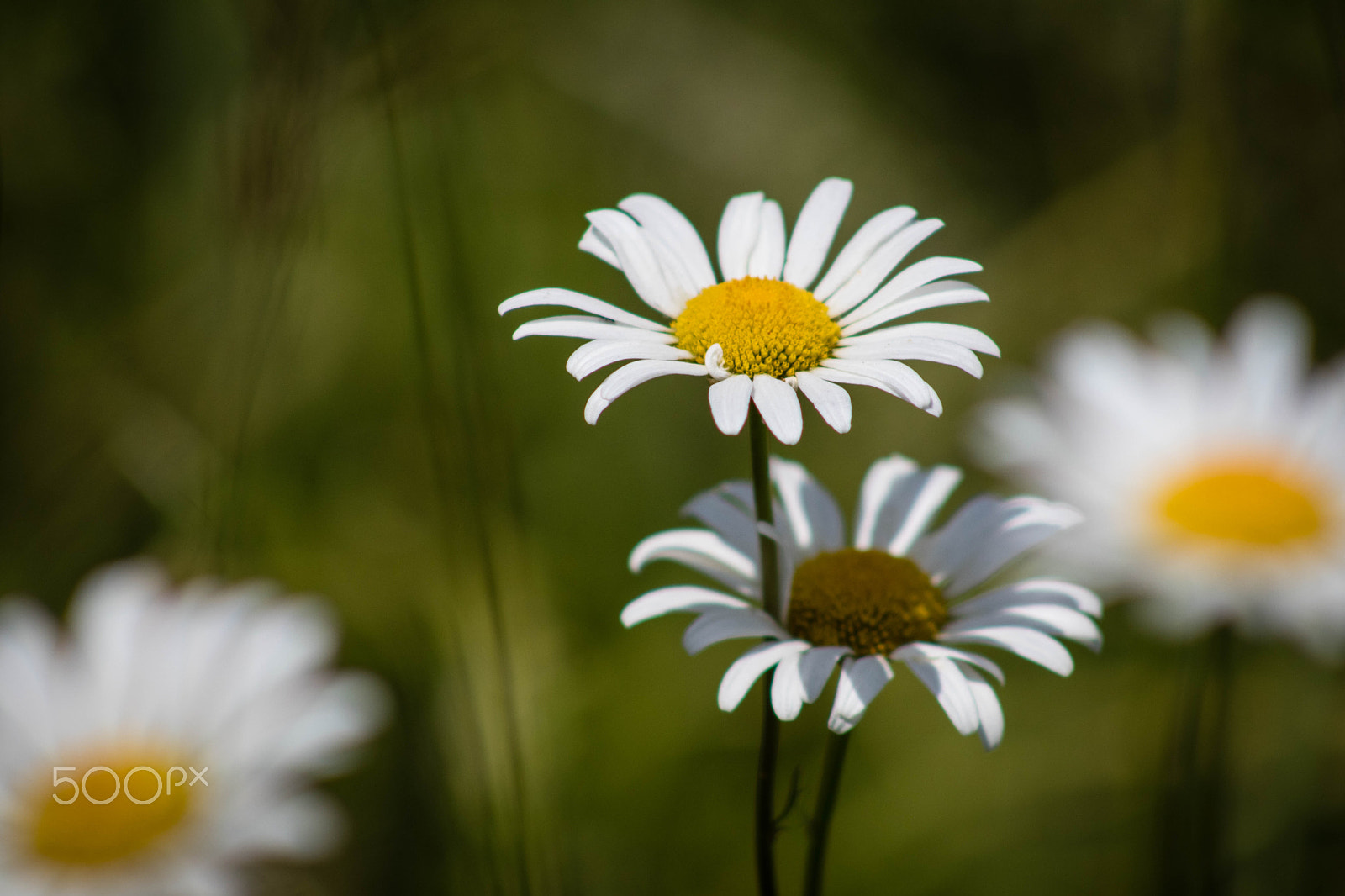Canon EOS 80D + EF75-300mm f/4-5.6 sample photo. Spring daisy photography