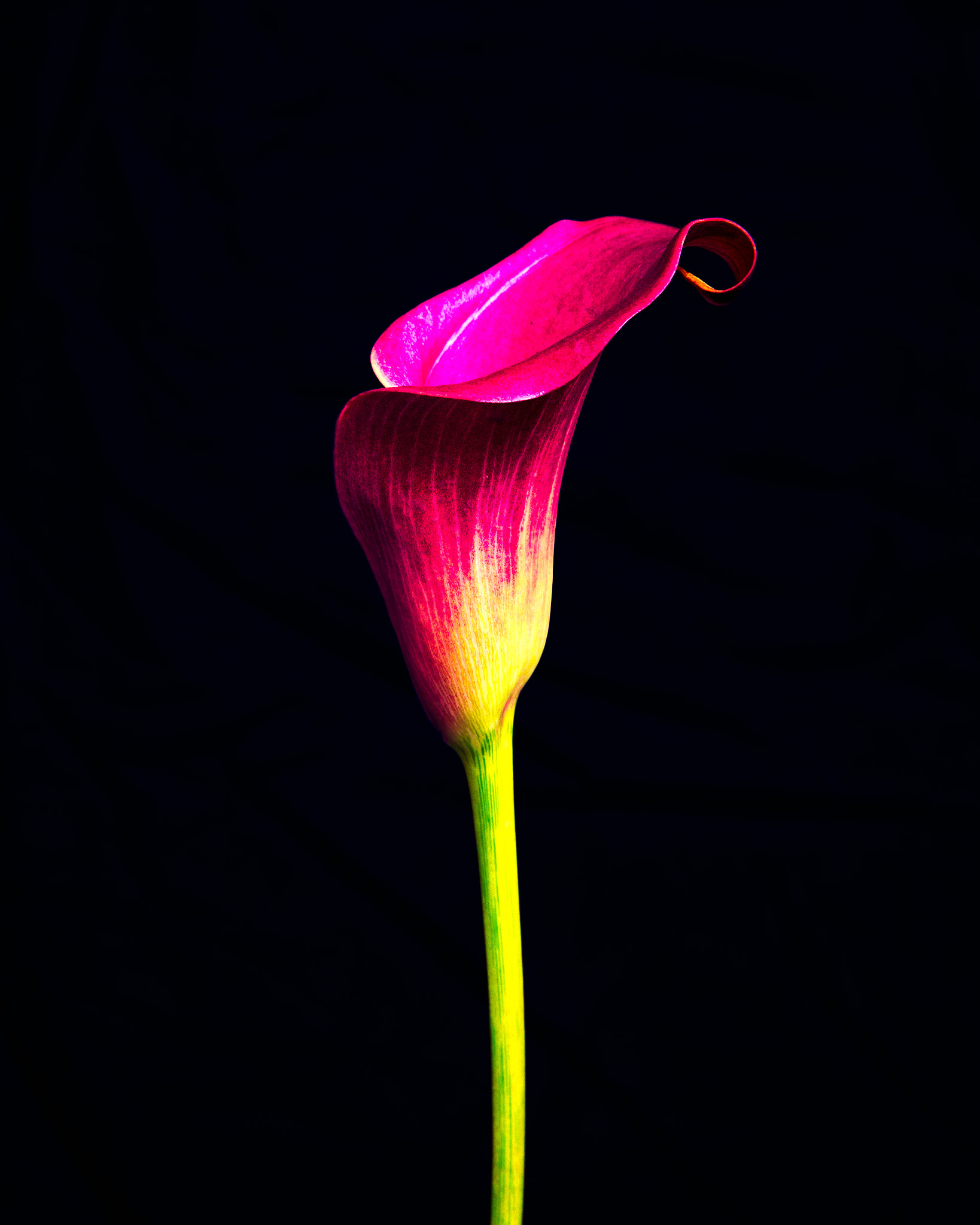 Nikon AF Nikkor 24-85mm F2.8-4D IF sample photo. Flower photography