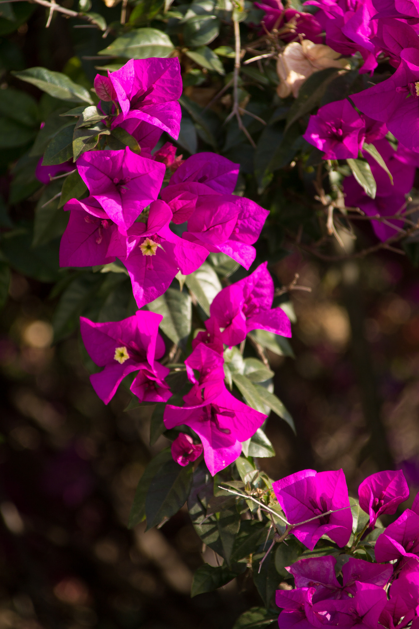 Canon TS-E 90mm F2.8 Tilt-Shift sample photo. Purple spring on winter photography