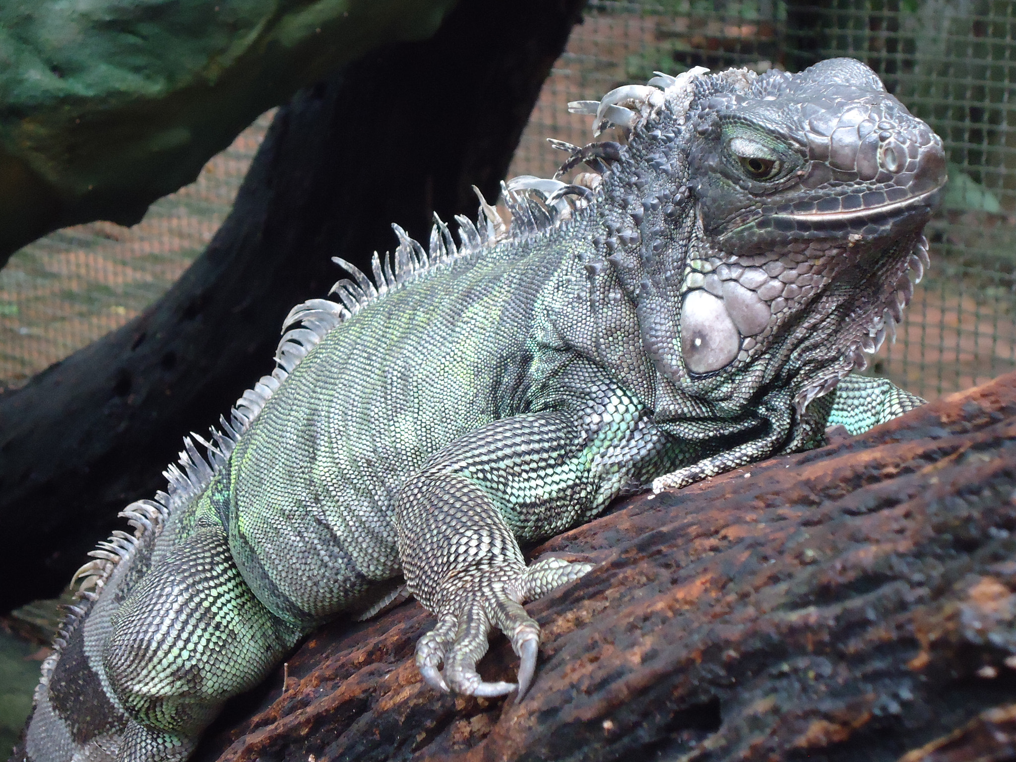 Sony Cyber-shot DSC-W330 sample photo. Iguana photography