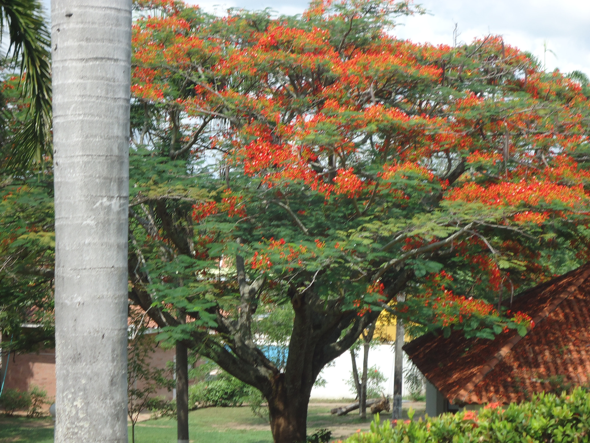 Sony Cyber-shot DSC-W330 sample photo. Acasia photography
