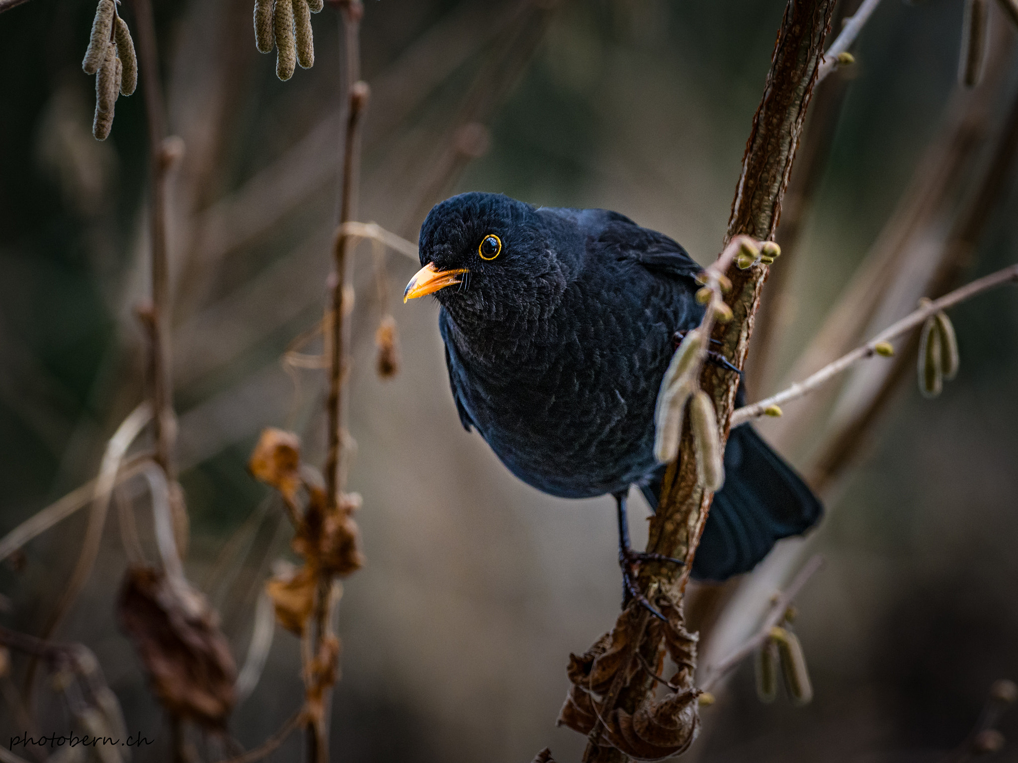 Olympus OM-D E-M1 Mark II + OLYMPUS M.300mm F4.0 sample photo. Amsel photography