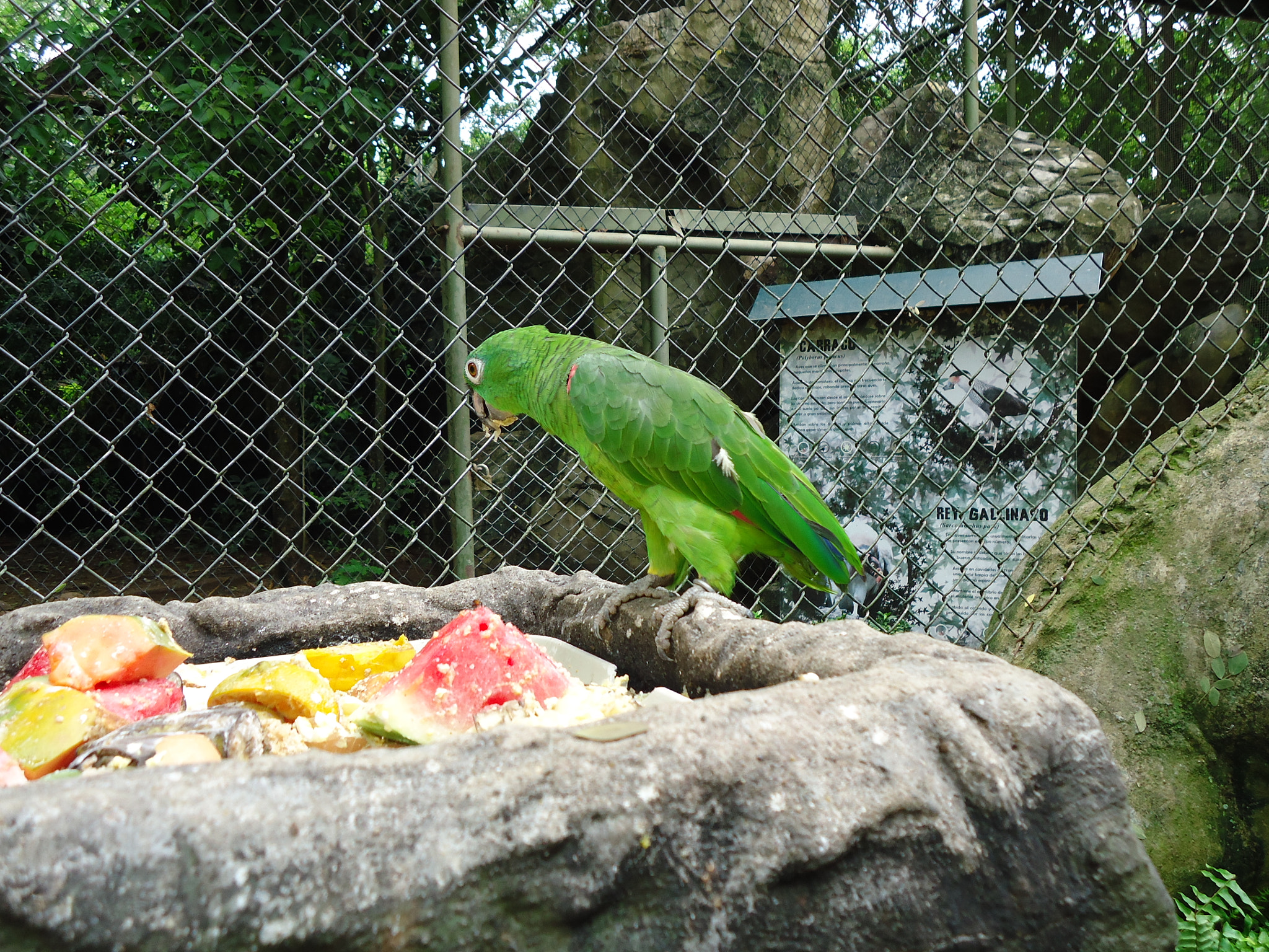 Sony Cyber-shot DSC-W330 sample photo. Loro photography