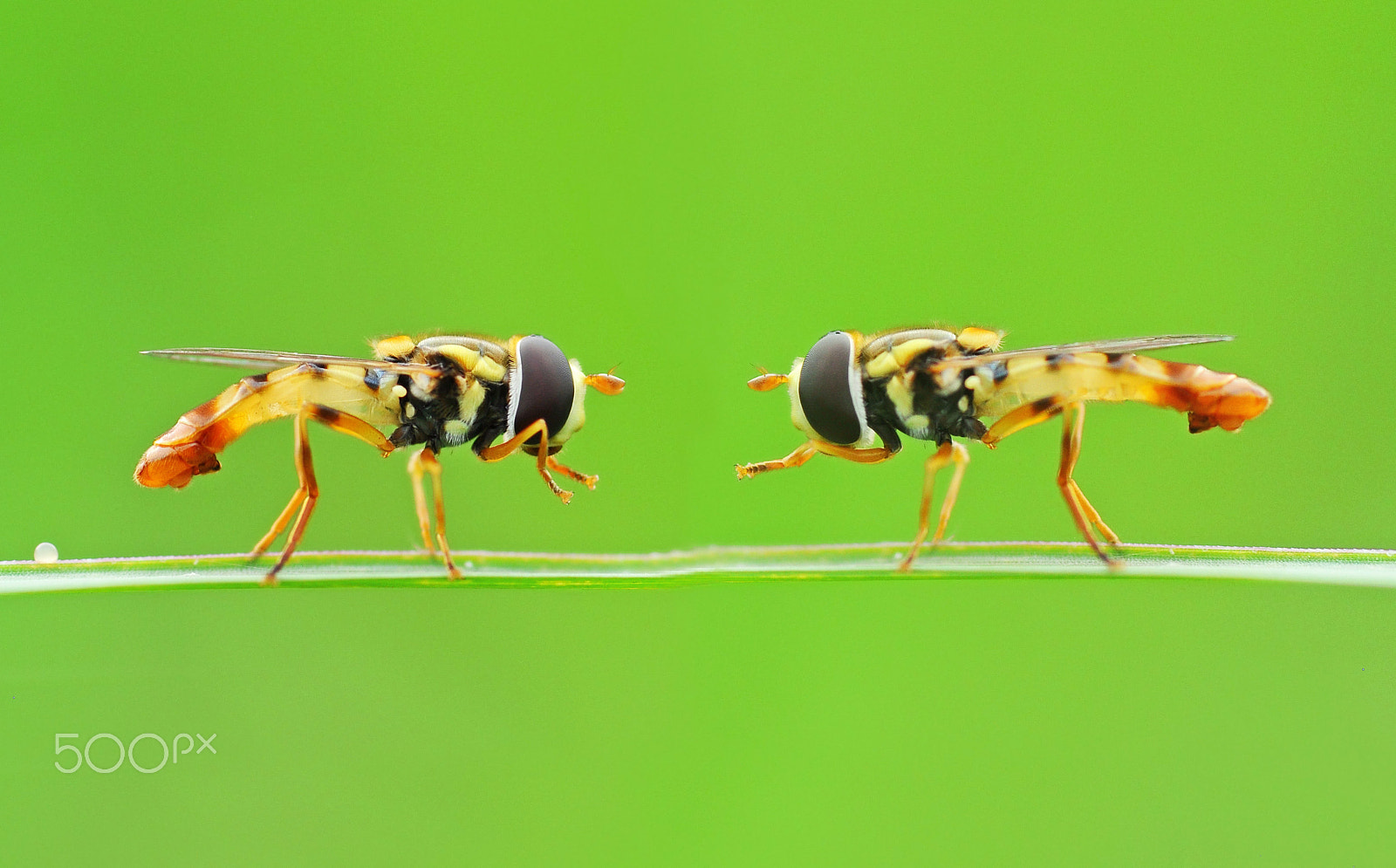 Nikon D5000 sample photo. Twin hover,hover,hover fly. photography