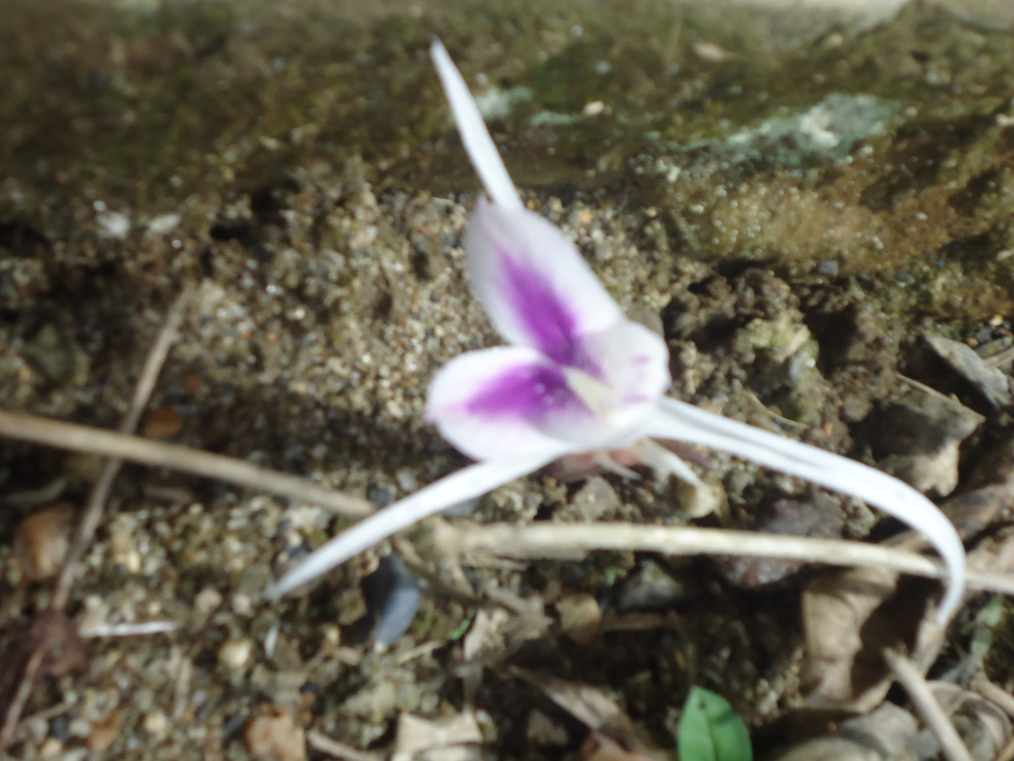 Sony Cyber-shot DSC-W330 sample photo. Flor photography