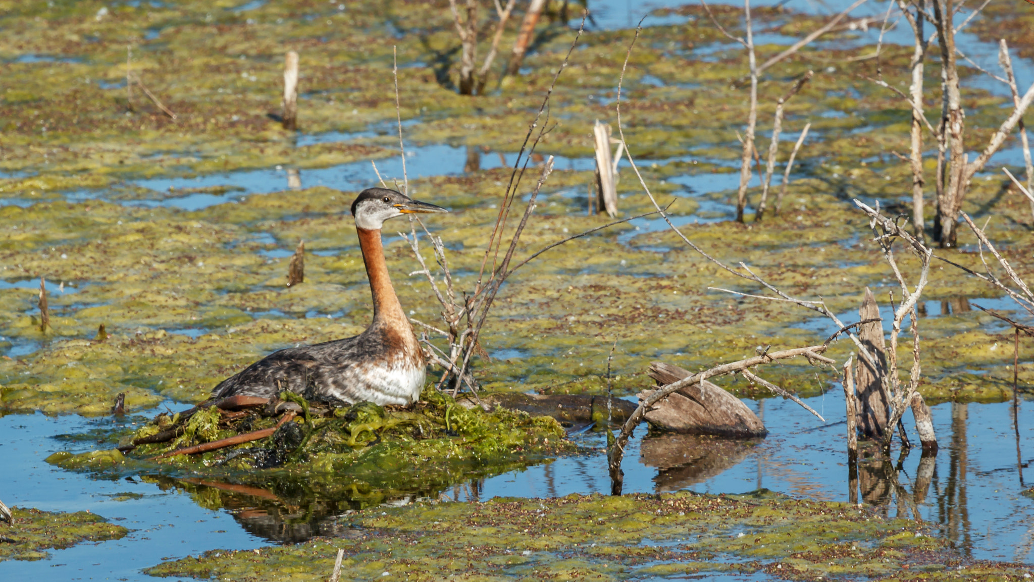 Canon EF 100-400mm F4.5-5.6L IS USM sample photo. Nesting wildlife photography